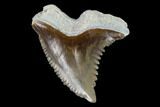Fossil Shark Tooth (Hemipristis) - Bone Valley, Florida #122582-1